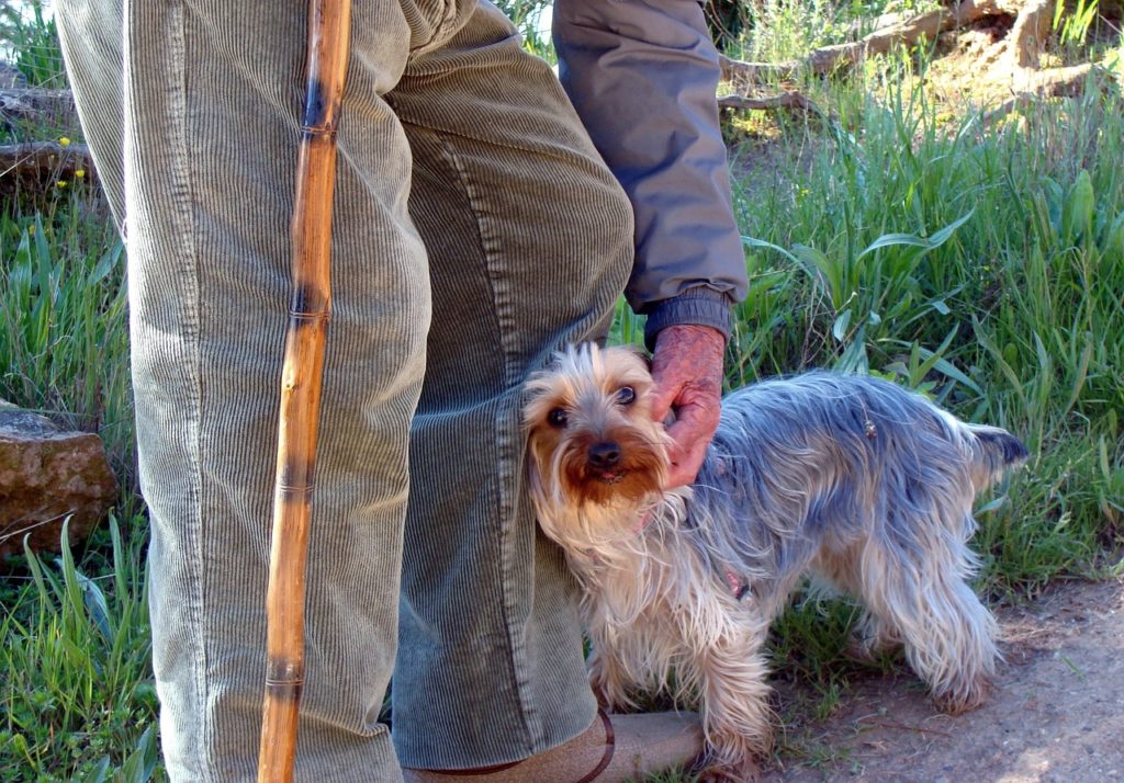 Hunde in der Corona-Zeit