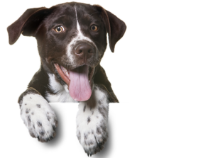 Umfrage auf Hundefreund.net
