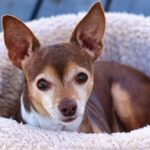 chihuahua 8722626 640