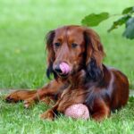 dachshund 2450046 640