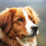 mischling dog 4493182 640