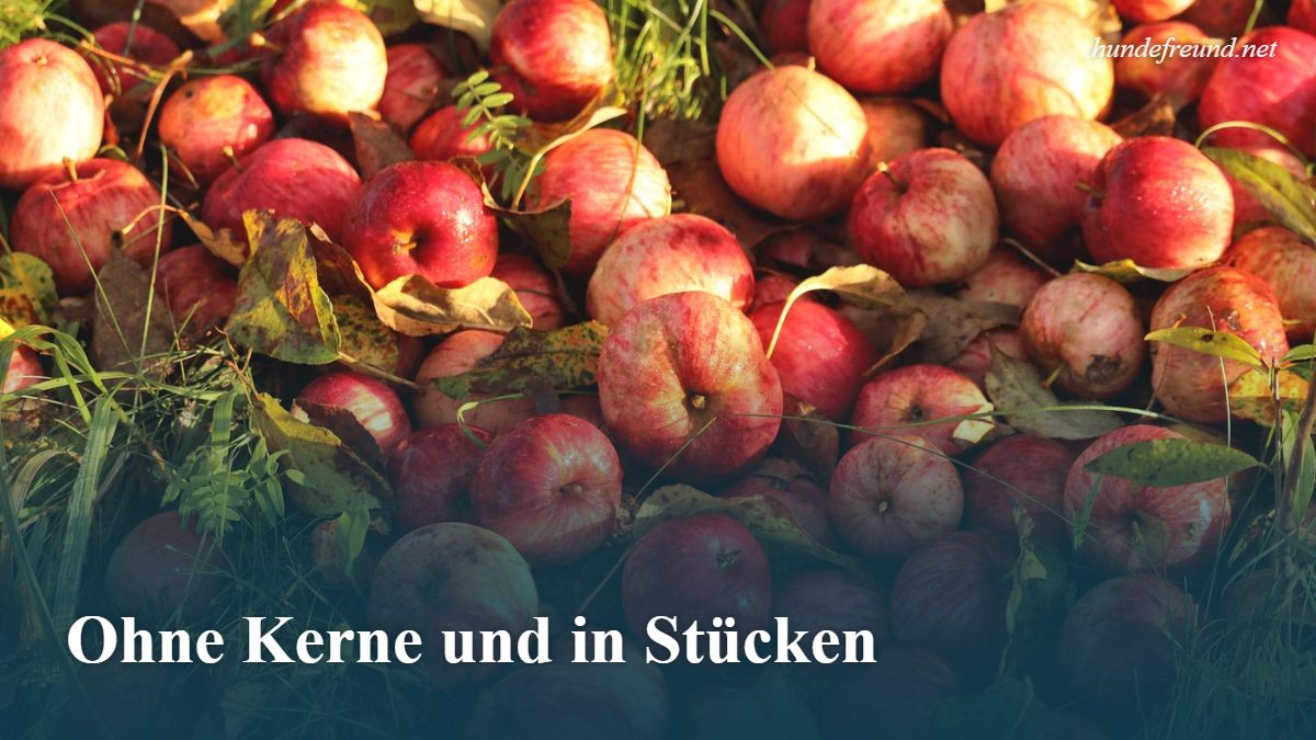 Darf ein Hund Apfel essen? So füttert ihr ihn richtig 2 Frische rote Äpfel im Gras zwischen Herbstblättern