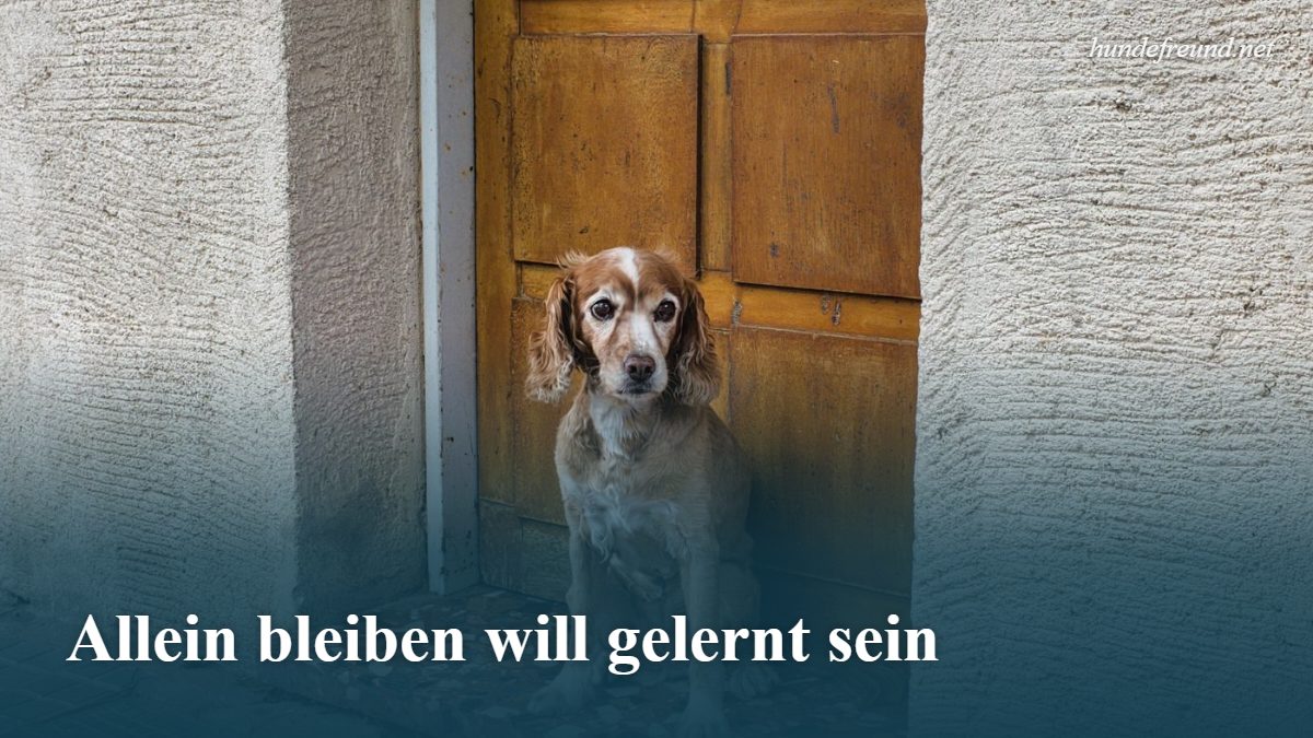 Mehr über den Artikel erfahren Hund alleine lassen: Wie lange ist okay und wie lernt er es?