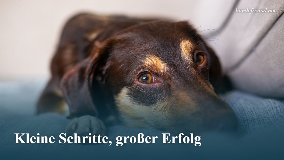 Hund alleine lassen: Wie lange ist okay und wie lernt er es? 2 Entspannter Hund liegt auf dem Sofa