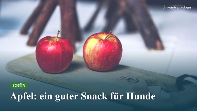 Mehr über den Artikel erfahren Darf ein Hund Apfel essen? So füttert ihr ihn richtig