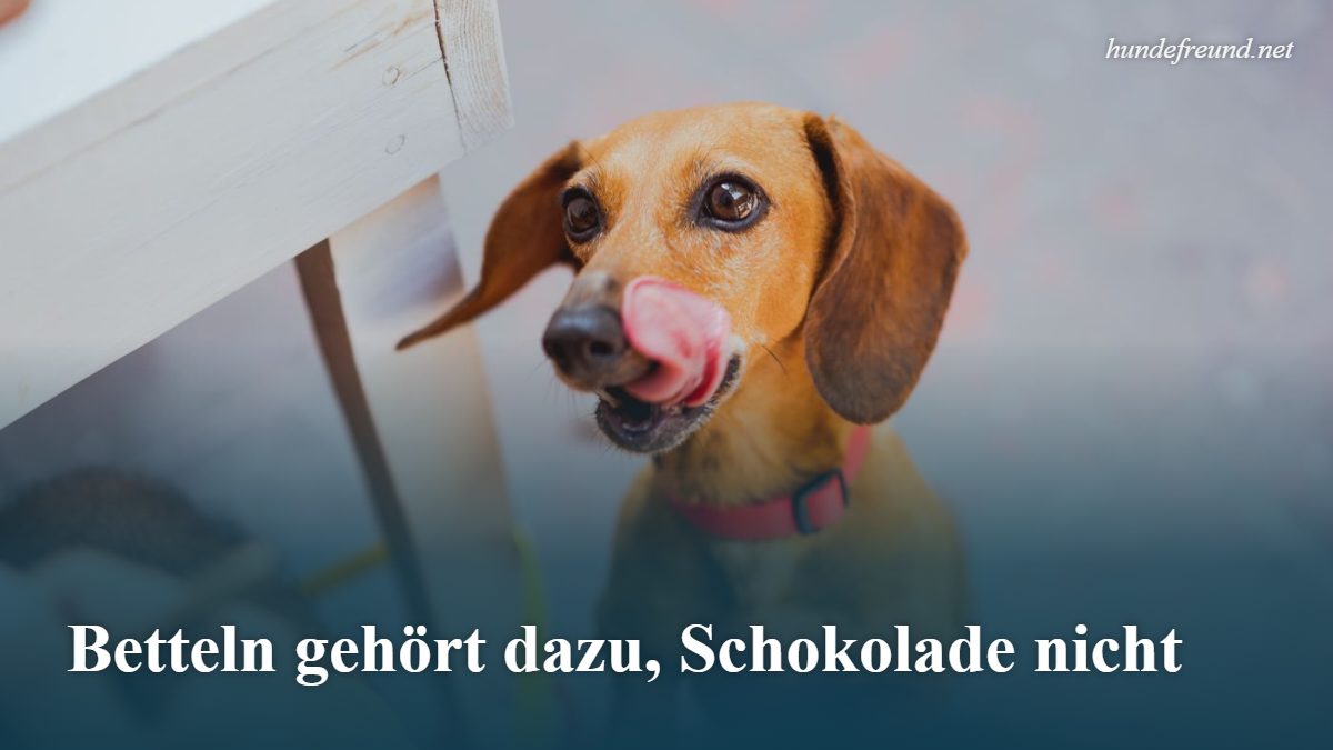 Schokolade beim Hund: Warum sie giftig ist und was ihr im Notfall tut 2 Dackel leckt sich die Lippen und schaut bettelnd nach oben