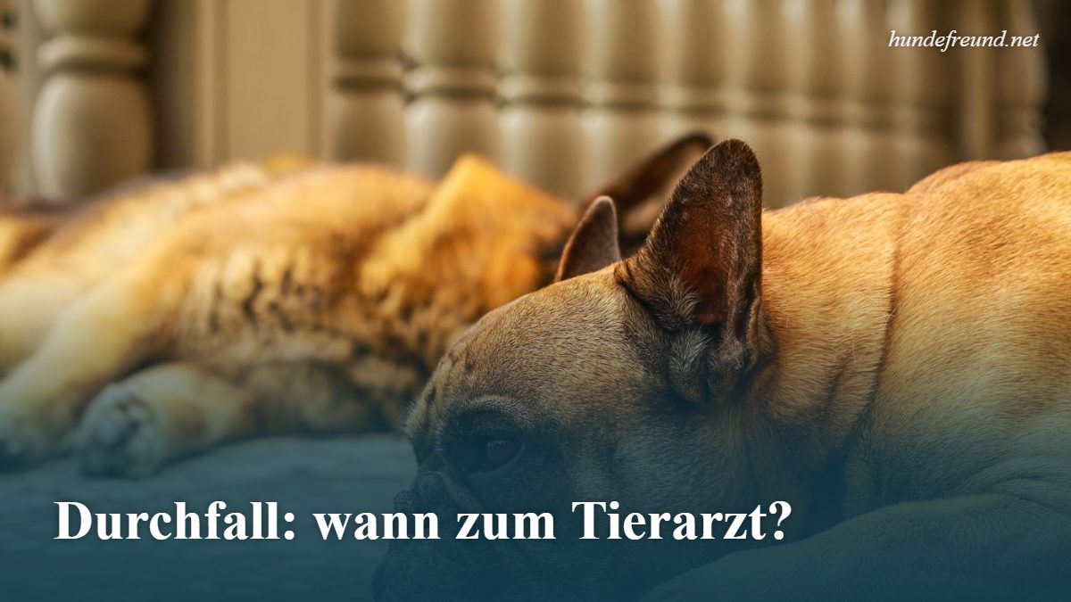 Mehr über den Artikel erfahren Durchfall beim Hund: Ursachen, Hausmittel und wann zum Tierarzt