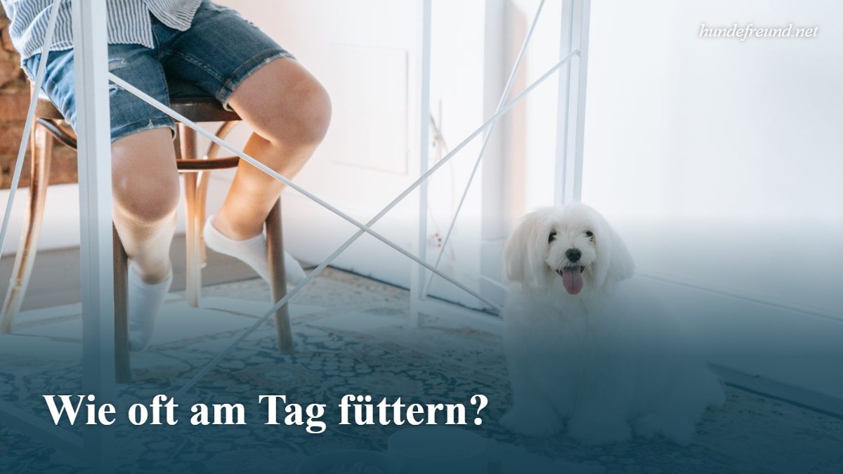 Mehr über den Artikel erfahren Wie oft am Tag sollte ich meinen Hund füttern? Der große Ratgeber