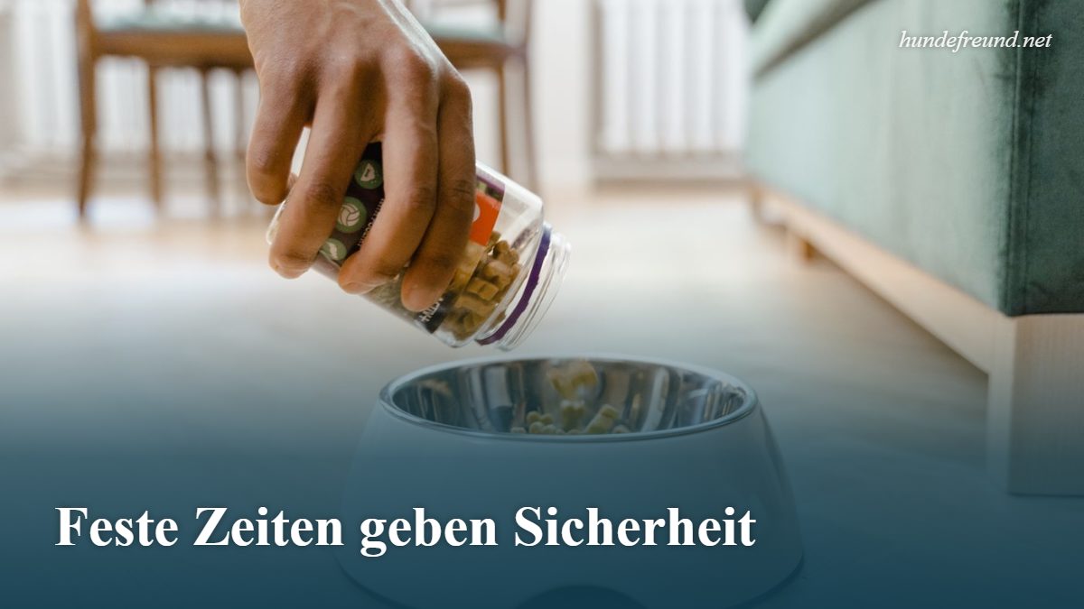 Wie oft am Tag sollte ich meinen Hund füttern? Der große Ratgeber 2 Hand füllt Hundefutter aus einem Behälter in einen weißen Napf