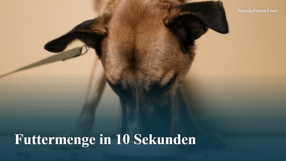 Futtermenge Hund berechnen: Rechner für Trocken- und Nassfutter 1 Brauner Hund frisst Trockenfutter aus einem Napf