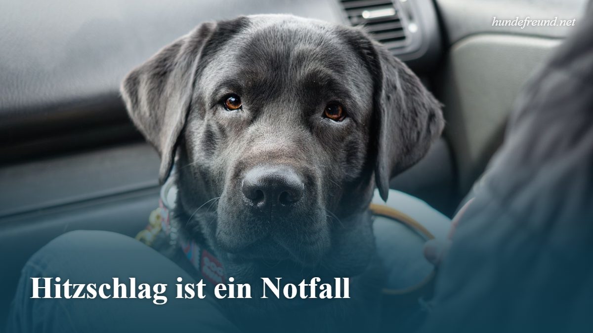 Hund im Auto lassen: Ab wann wird es gefährlich? 3 Schwarzer Labrador sitzt im Auto und schaut nach vorn