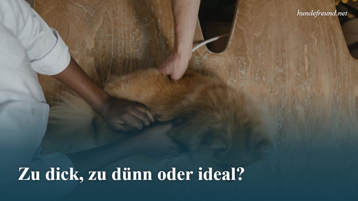 Tierärztin untersucht einen Spitz auf einem Holztisch