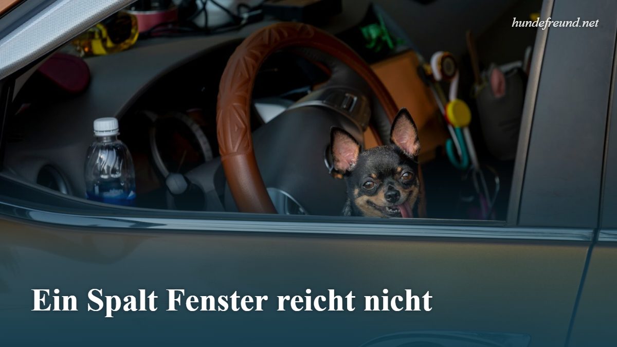 Hund im Auto lassen: Ab wann wird es gefährlich? 2 Chihuahua sitzt in einem geparkten Auto und schaut aus dem Fenster