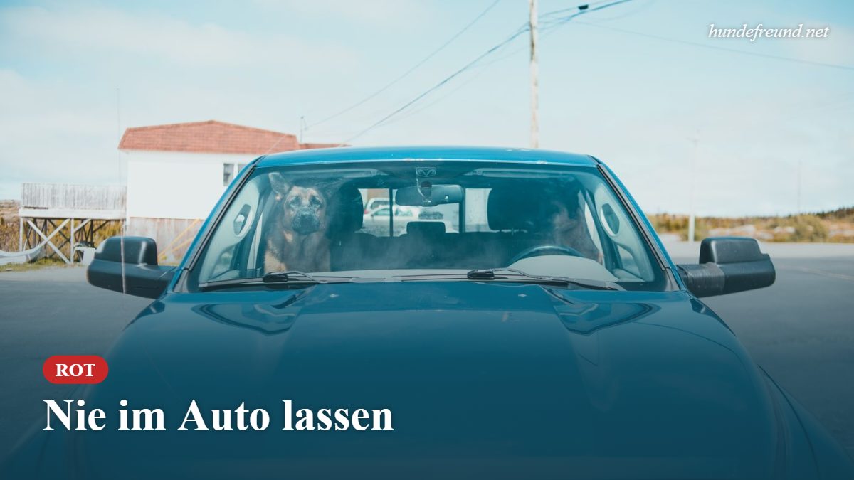 Mehr über den Artikel erfahren Hund im Auto lassen: Ab wann wird es gefährlich?