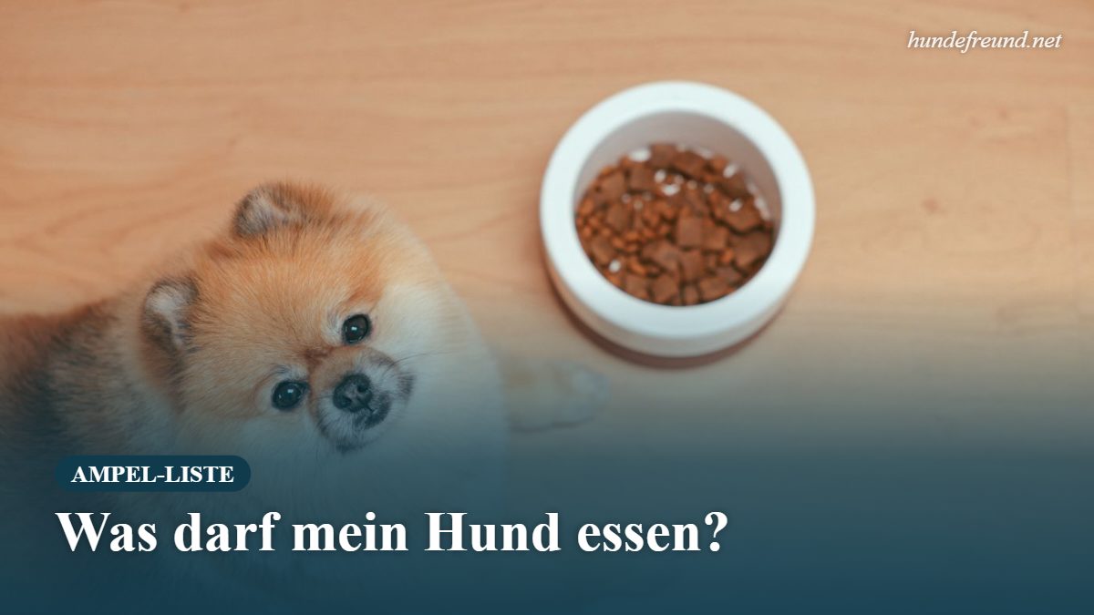 Welche Lebensmittel darf mein Hund essen? Die große Ampel-Liste 1 Spitz sitzt neben einem Futternapf und schaut nach oben