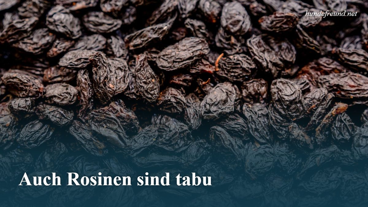 Haufen getrockneter Rosinen, die für Hunde gefährlich sind