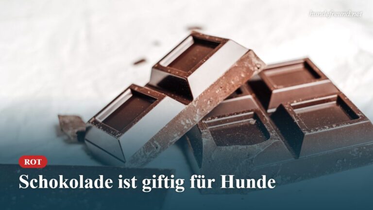 Mehr über den Artikel erfahren Schokolade beim Hund: Warum sie giftig ist und was ihr im Notfall tut