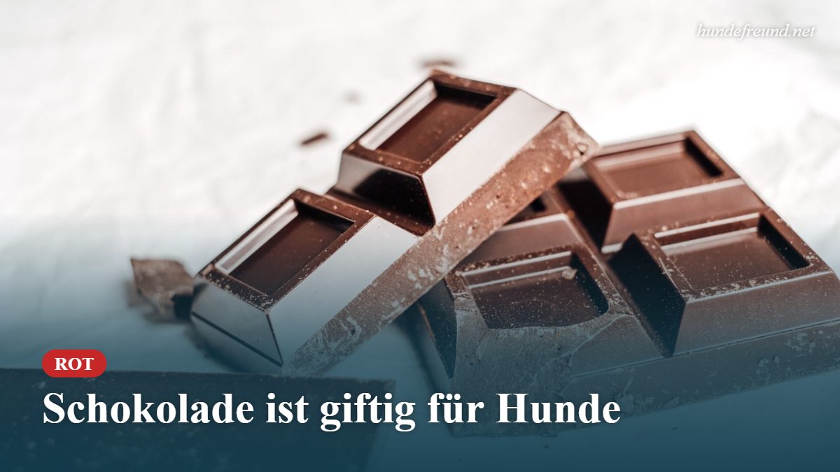 Mehr über den Artikel erfahren Schokolade beim Hund: Warum sie giftig ist und was ihr im Notfall tut