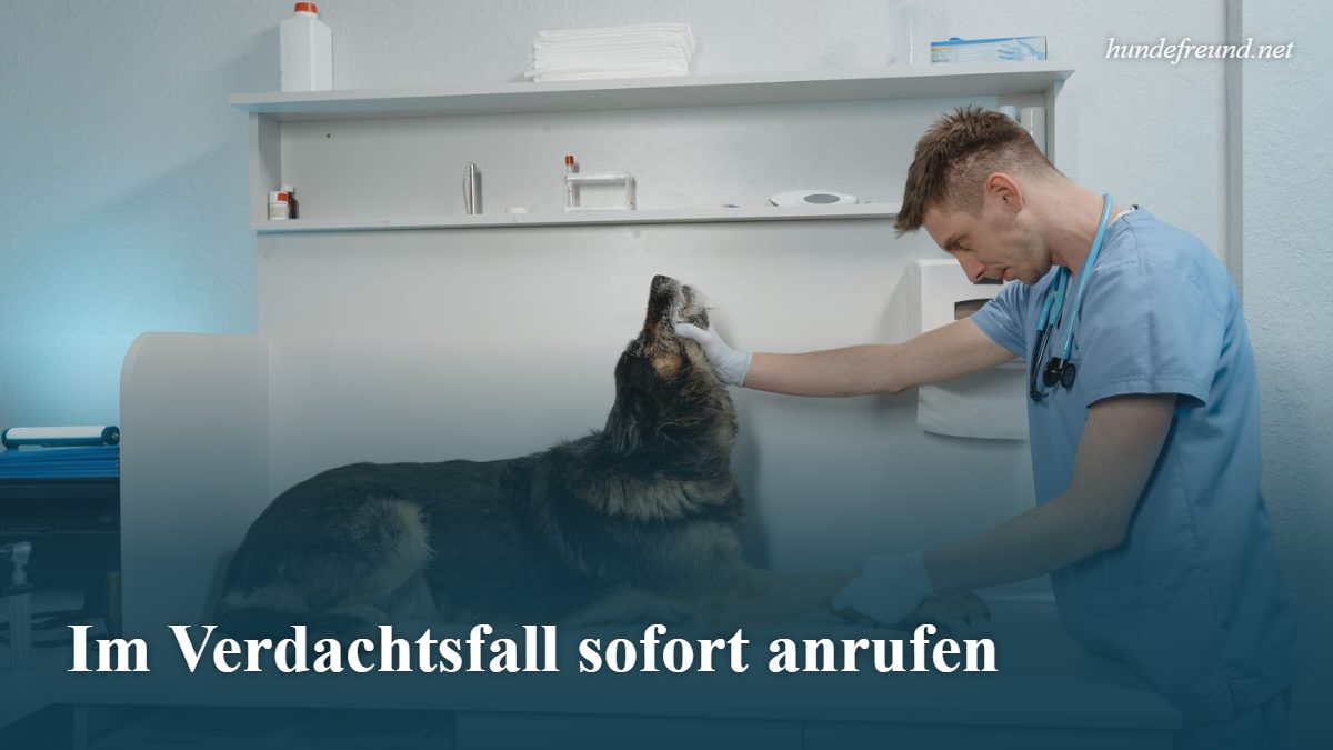 Tierarzt untersucht einen Hund in der Praxis