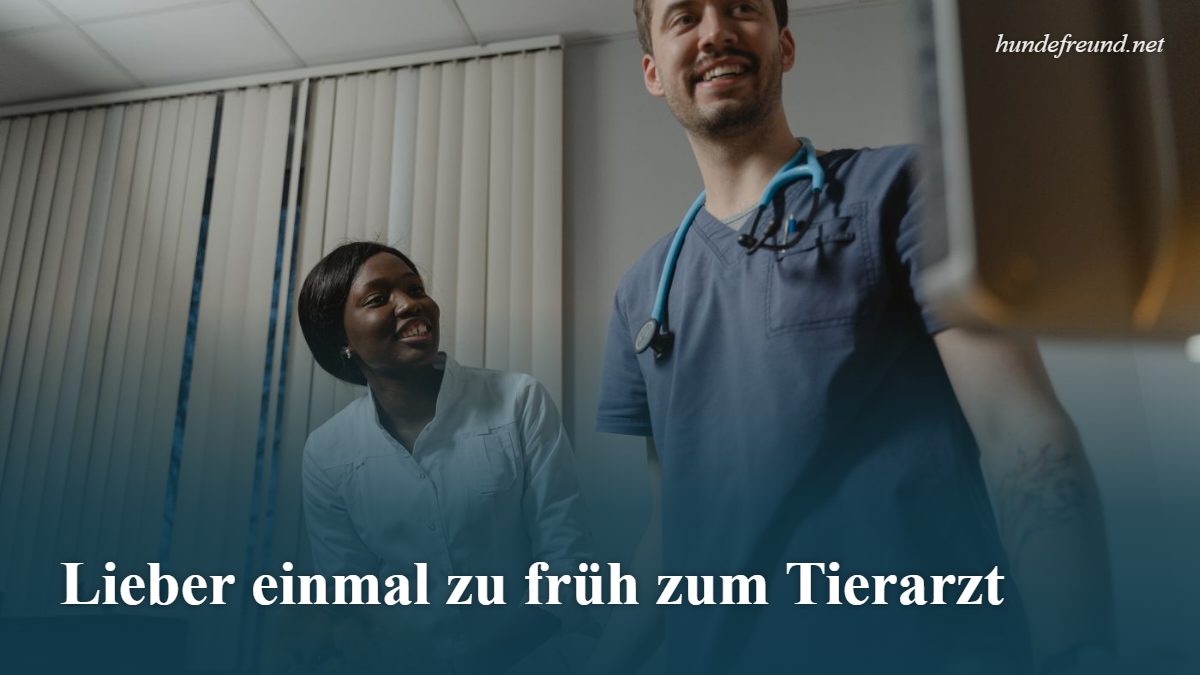 Schokolade beim Hund: Warum sie giftig ist und was ihr im Notfall tut 3 Tierärzte untersuchen einen Spitz in der Praxis