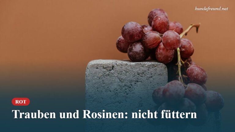 Mehr über den Artikel erfahren Darf ein Hund Trauben essen? Warum Trauben und Rosinen gefährlich sind