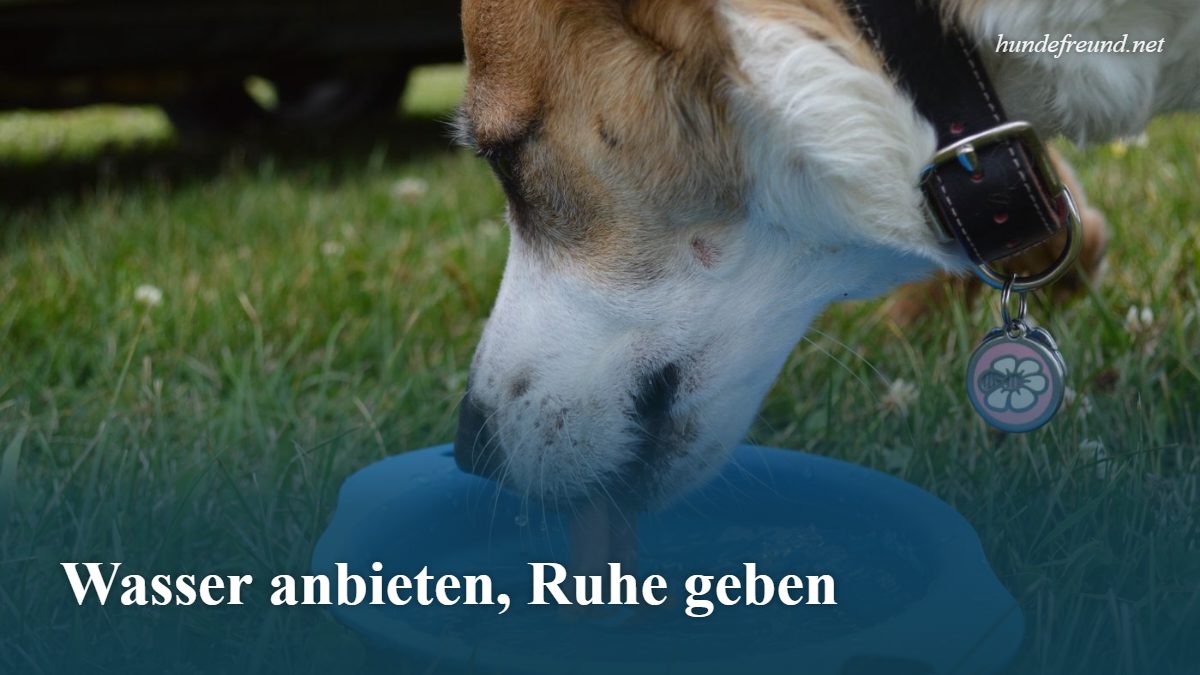 Durchfall beim Hund: Ursachen, Hausmittel und wann zum Tierarzt 2 Hund trinkt aus einem blauen Napf auf einer Wiese