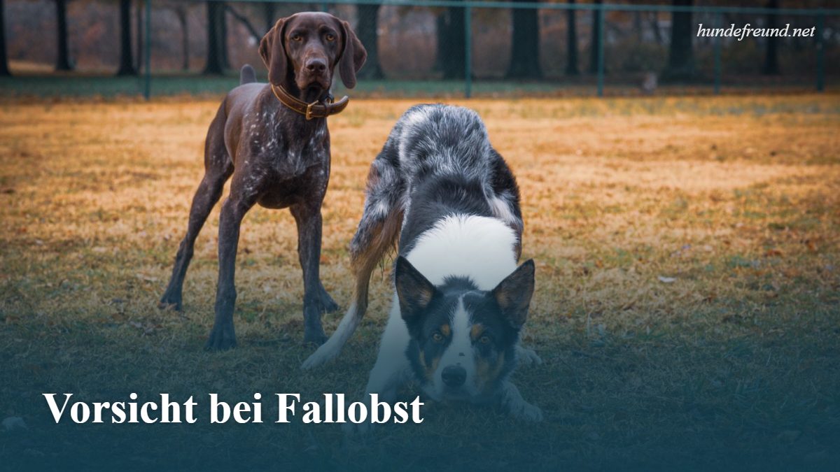 Darf ein Hund Apfel essen? So füttert ihr ihn richtig 3 Zwei Hunde spielen im herbstlichen Park