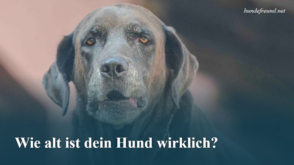 Hundealter in Menschenjahren berechnen 1 Älterer Labrador blickt in die Kamera
