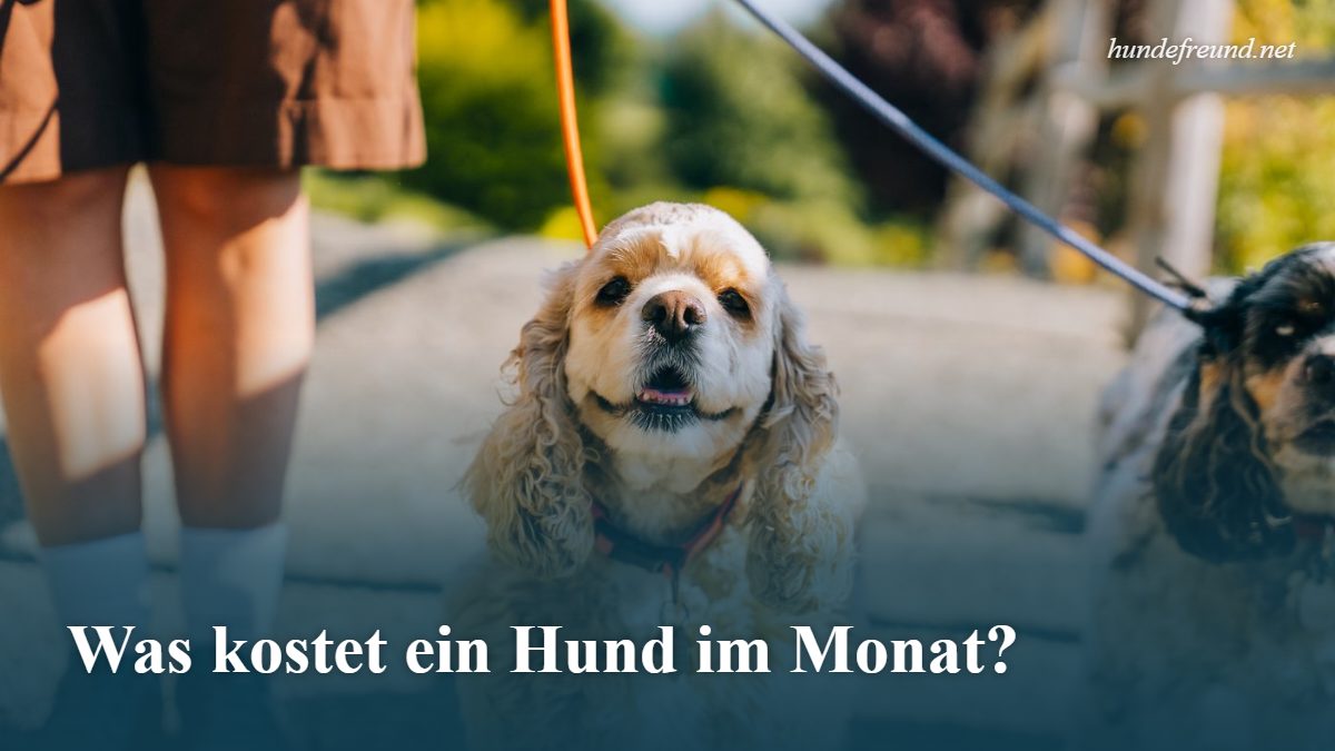 Hundekosten pro Monat berechnen 1 Cockerspaniel an der Leine beim Spaziergang mit Besitzer
