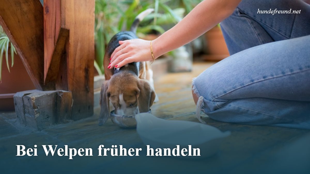Durchfall beim Hund: Ursachen, Hausmittel und wann zum Tierarzt 3 Beagle-Welpe wird von einer Frau gefüttert