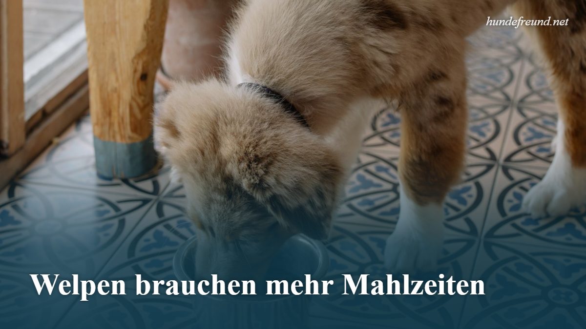 Wie oft am Tag sollte ich meinen Hund füttern? Der große Ratgeber 3 Australian-Shepherd-Welpe frisst aus einem Metallnapf