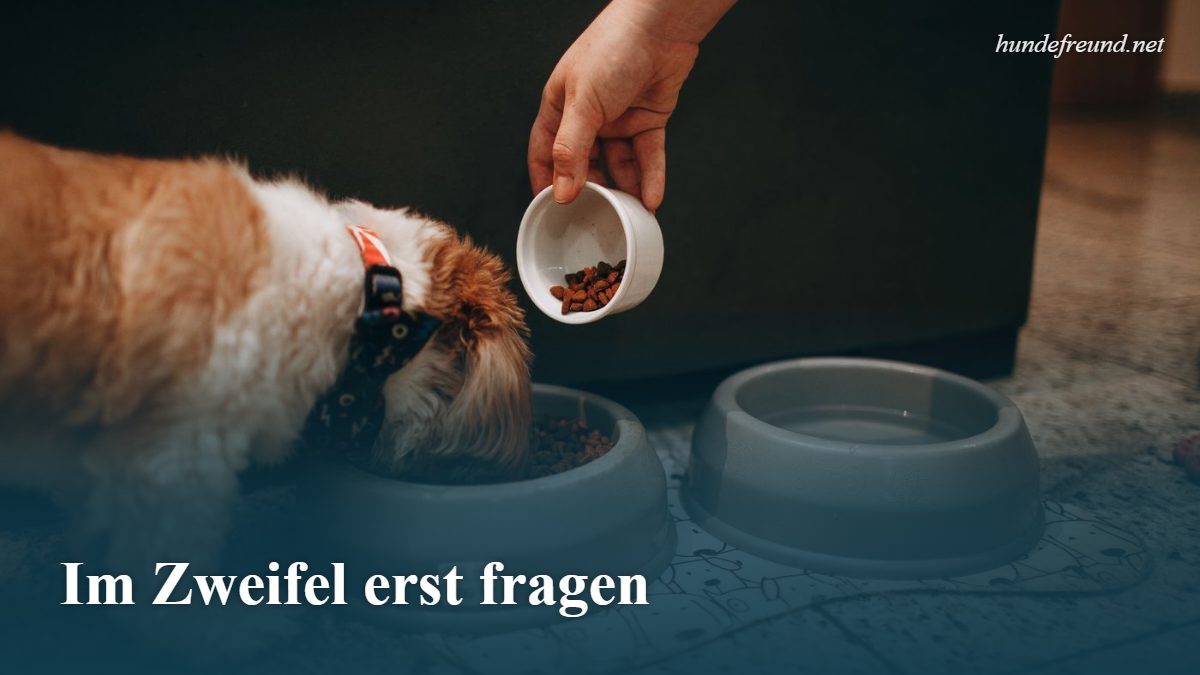 Welche Lebensmittel darf mein Hund essen? Die große Ampel-Liste 3 Hand füttert einen Welpen aus einem Napf
