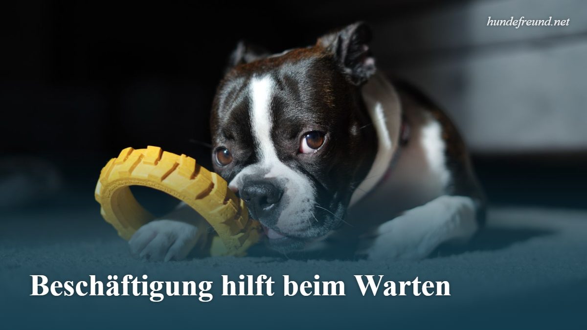 Hund alleine lassen: Wie lange ist okay und wie lernt er es? 3 Boston-Terrier-Welpe spielt mit gelbem Kauspielzeug