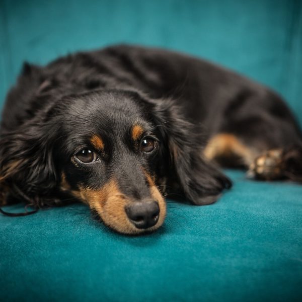 Angst bei Hunde sind dieselben wie beim Menschen