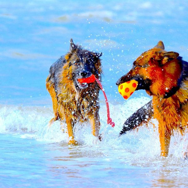 Aktivitäten für den Hund im Urlaub