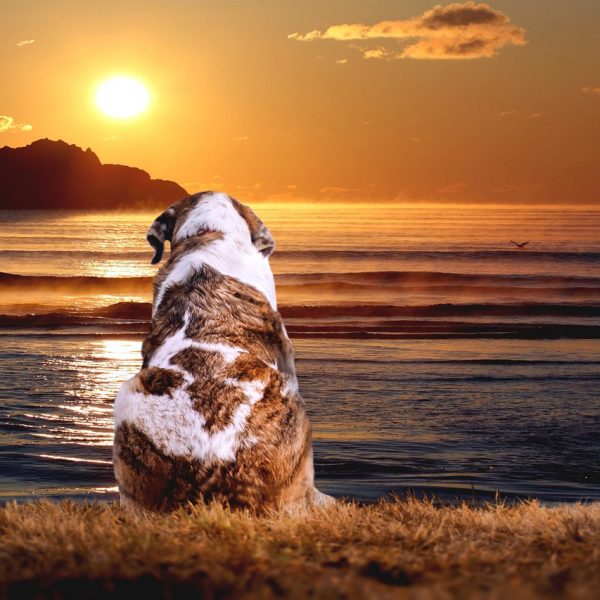 Entspannter Urlaub für den Hund