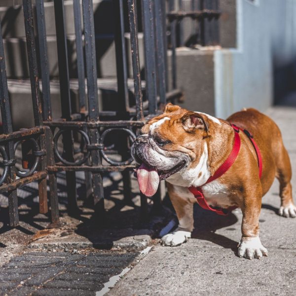Fetter Hund - Atembeschwerden