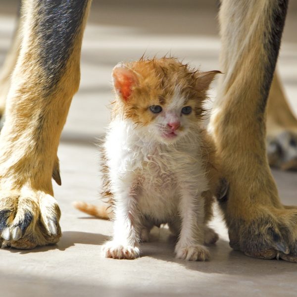 Gemeinsames Training von Hund und Katze