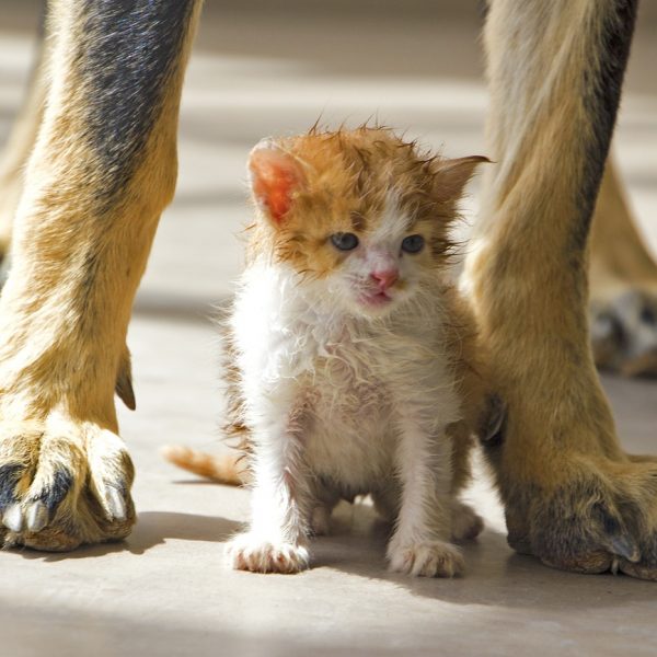 Gemeinsames Training von Hund und Katze
