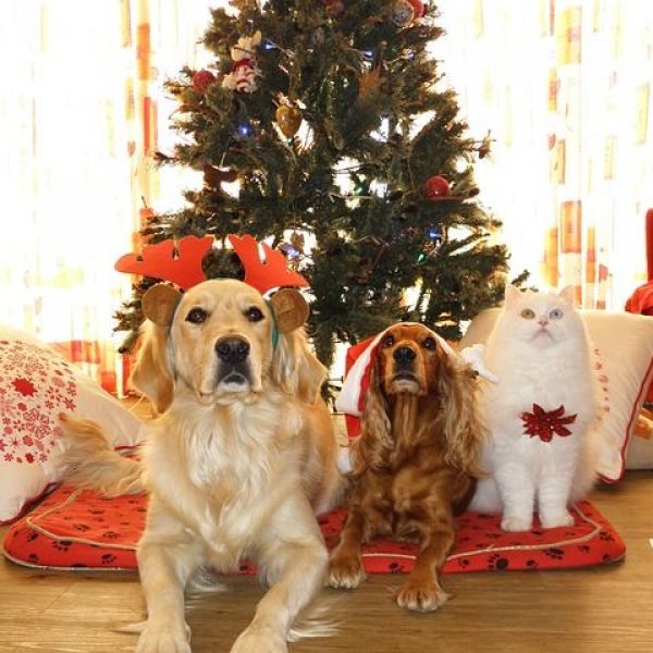 Haustiere als Weihnachtsgeschenk