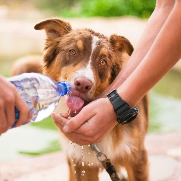 Hund Wasser geben