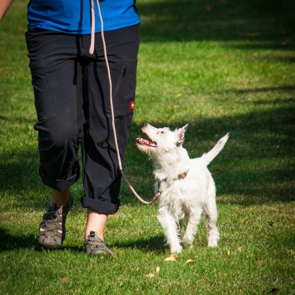 Hund an der Leine führen