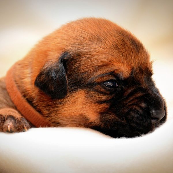Hund anschaffen