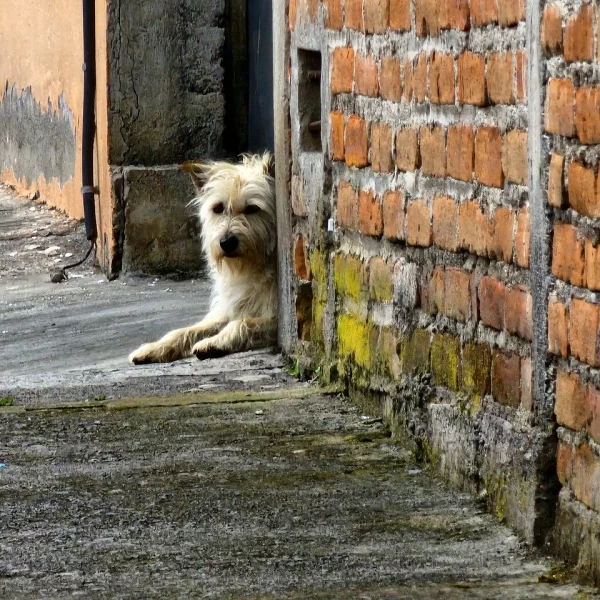 Hund-aussetzen