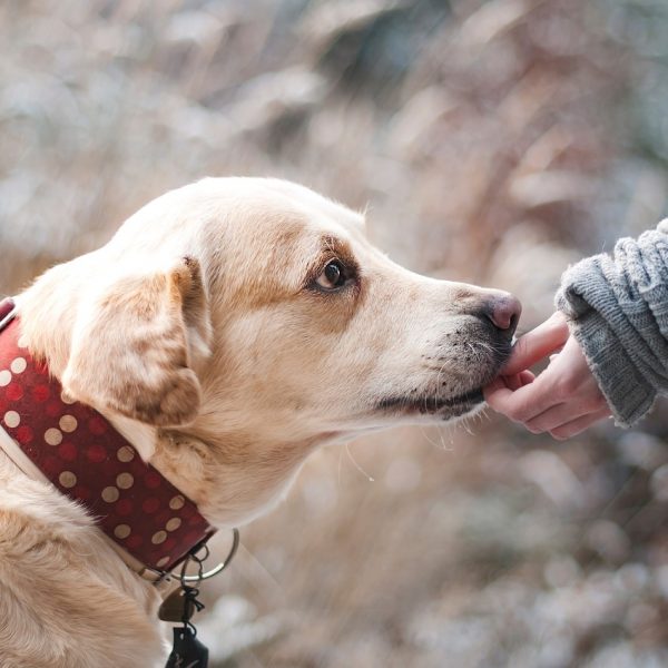 Hund erziehen