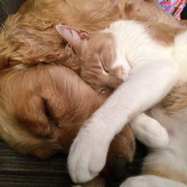 Hund und Katze in Harmonie