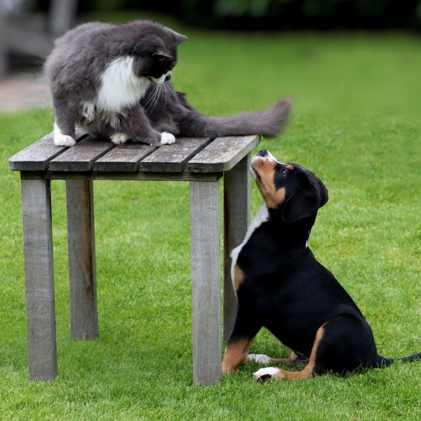 Hund und Katze