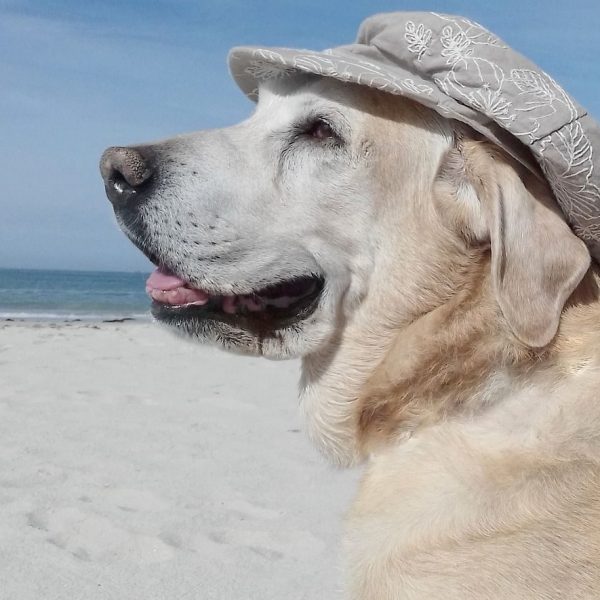 Hunde auf Reisen mitnehmen