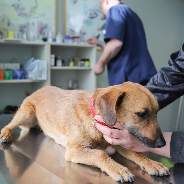 Hunde haben Angst vorm Tierarzt