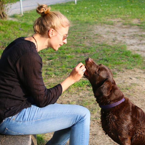 Hunde lernen durch Belohnung